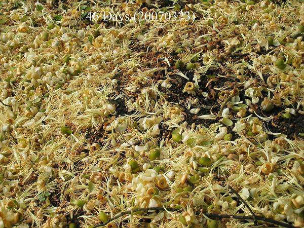 榴莲的生长全过程，太神奇了！太美了！真没见过~