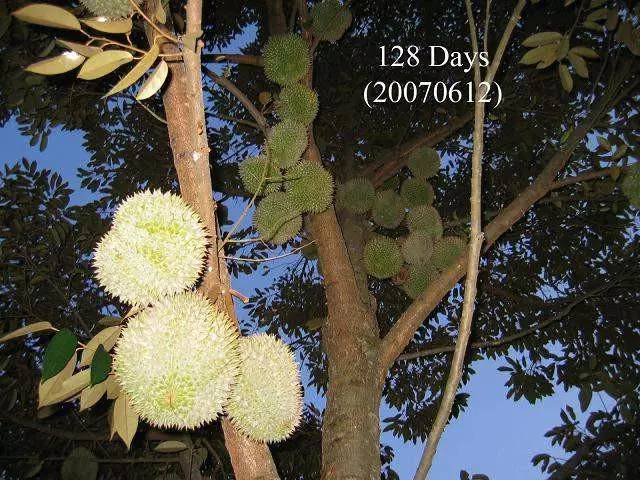 榴莲的生长全过程，太神奇了！太美了！真没见过~