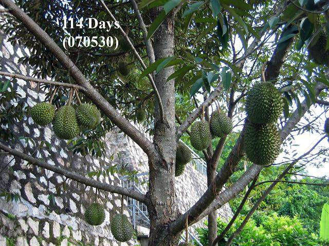 榴莲的生长全过程，太神奇了！太美了！真没见过~