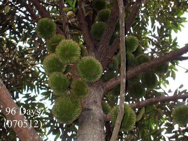榴莲的生长全过程，太神奇了！太美了！真没见过~