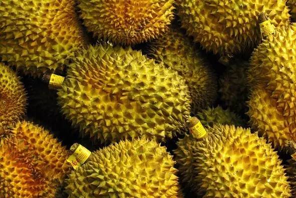 榴莲的生长全过程，太神奇了！太美了！真没见过~