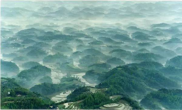 史上超全竹类植物详解！