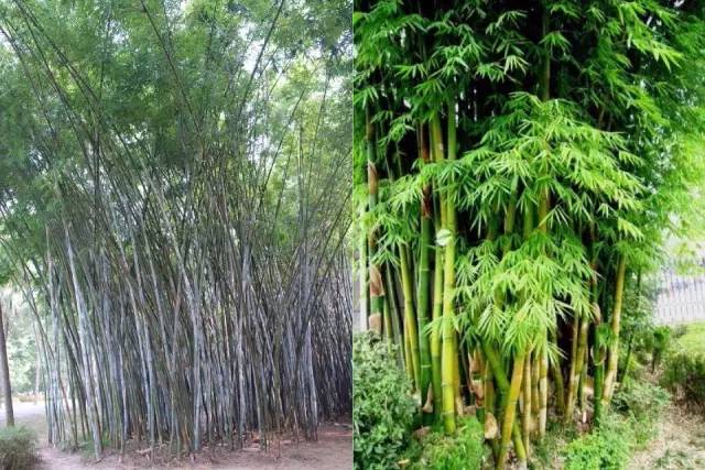 史上超全竹类植物详解！