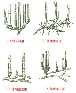 史上超全竹类植物详解！
