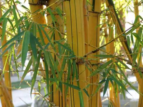 史上超全竹类植物详解！