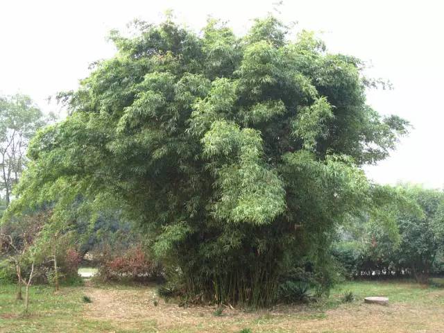 史上超全竹类植物详解！