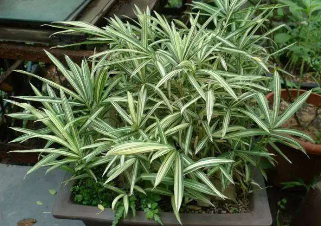 史上超全竹类植物详解！