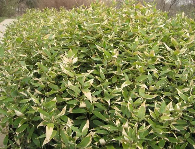 史上超全竹类植物详解！