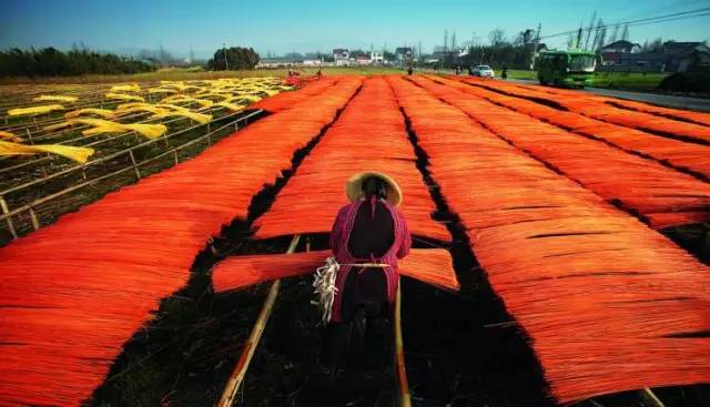 史上超全竹类植物详解！