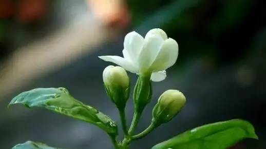 这12种水培的花，不需照顾就能活！爱花的快来看看吧！