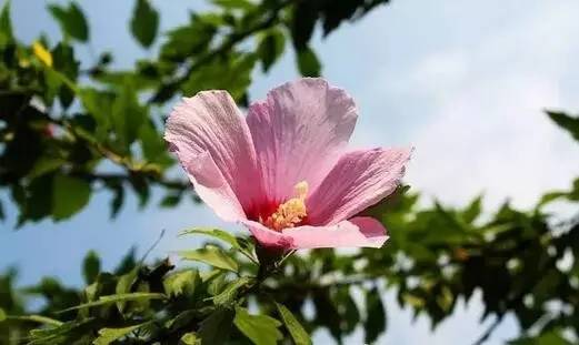 这12种水培的花，不需照顾就能活！爱花的快来看看吧！