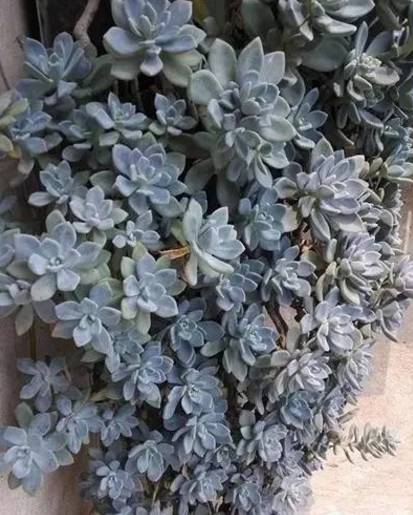 10种花千万别种，一种家就变花海！