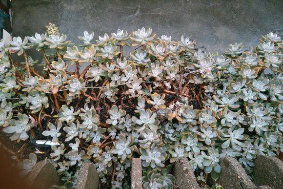 10种花千万别种，一种家就变花海！