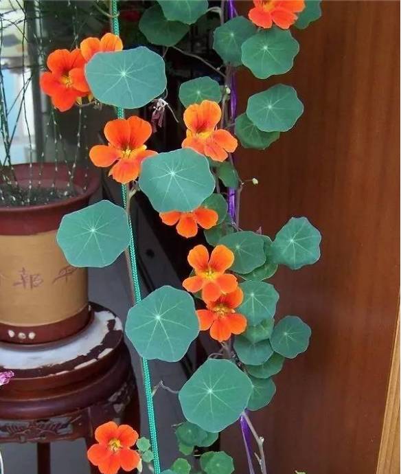 10种花千万别种，一种家就变花海！
