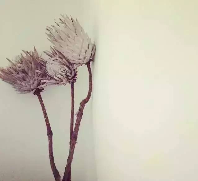 这几种植物可做干花