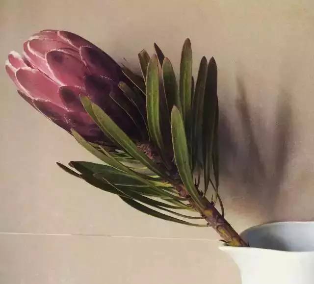 这几种植物可做干花