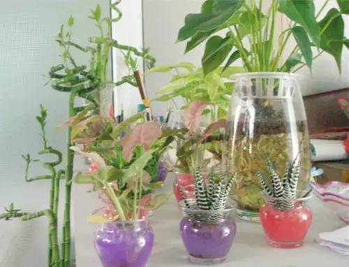 家庭养花常见病虫害及防治