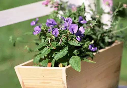 家庭养花常见病虫害及防治