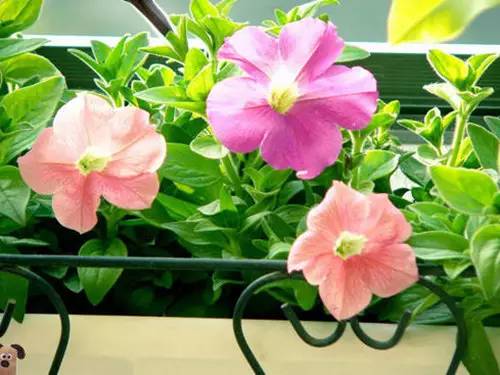 家庭养花常见病虫害及防治