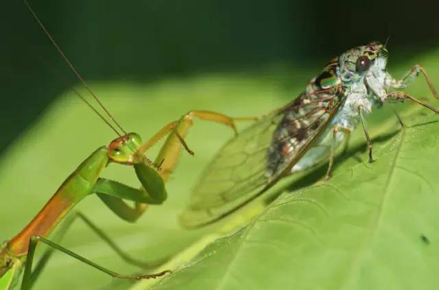 八年结两个苹果，从此果园长出的苹果不会烂！