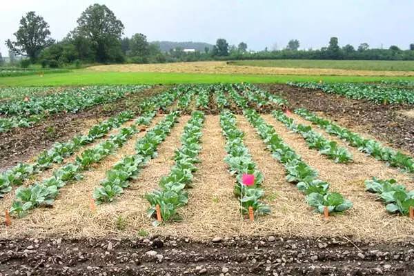 八年结两个苹果，从此果园长出的苹果不会烂！
