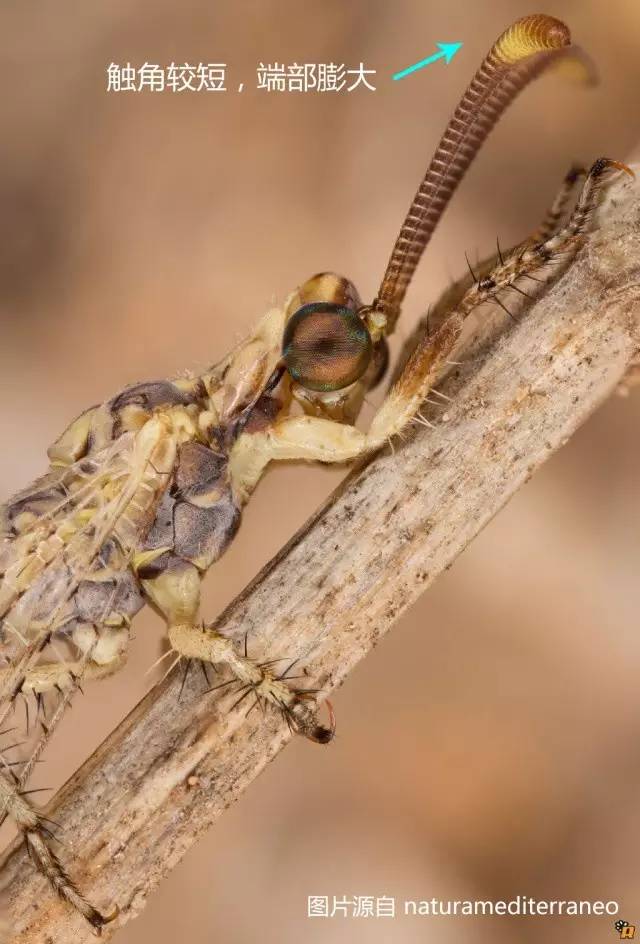 蚁狮触角图片