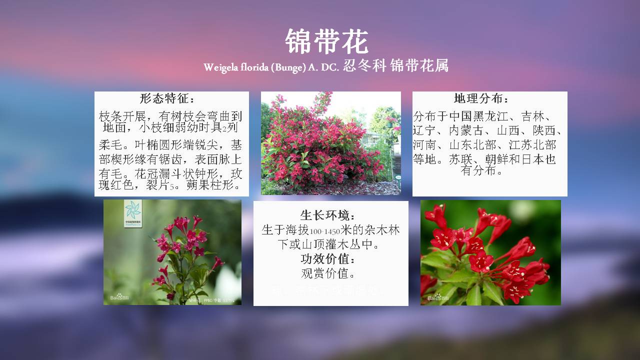 公园里常见的植物名称图片