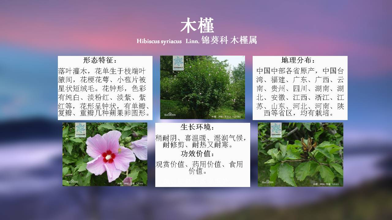 热带植物图片及名称图片