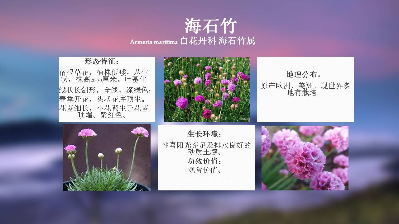 公园里常见的植物名称图片