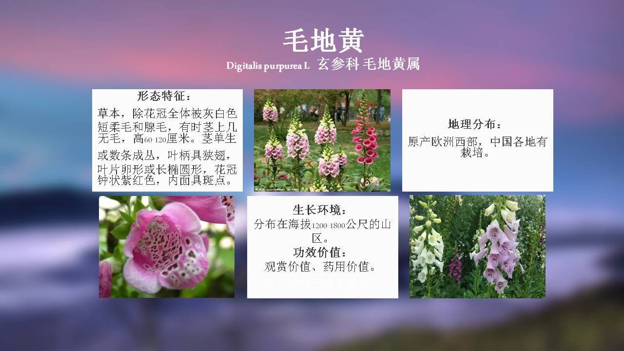 公园里常见的植物名称图片