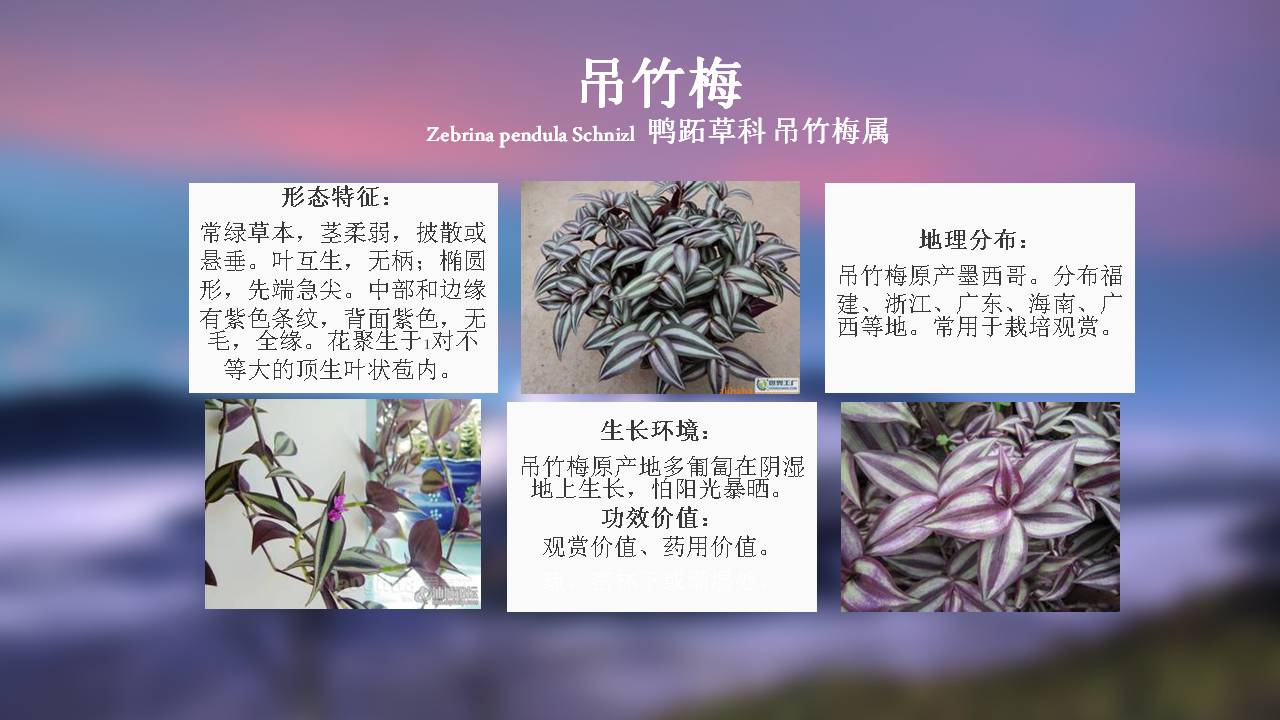 100种常用园林植物