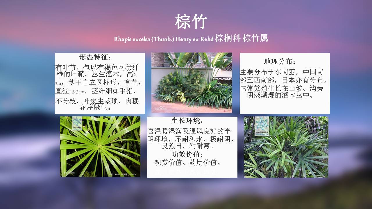 公园里常见的植物名称图片