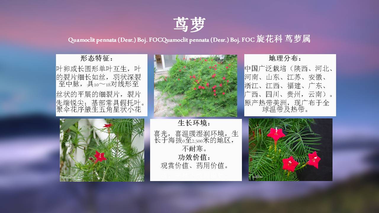 100种常用园林植物