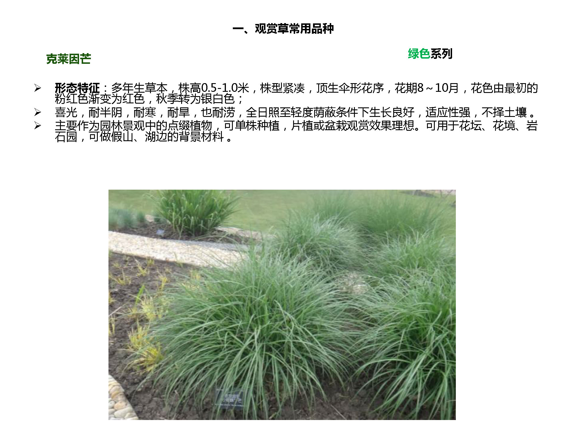 观叶植物名称大全图片