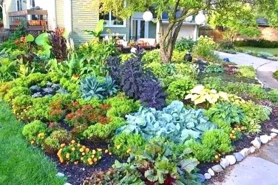 造，一座美丽的蔬菜花园