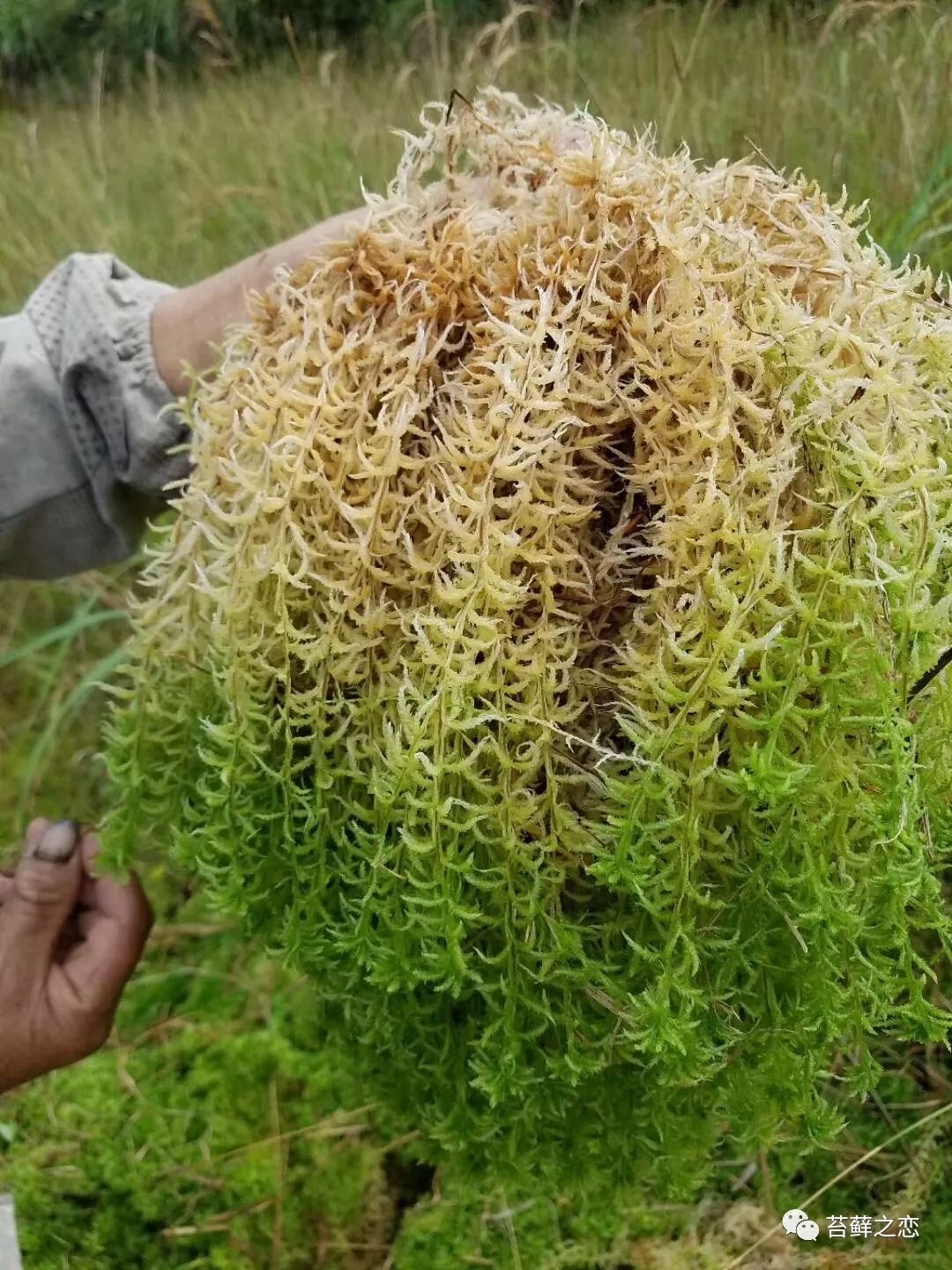 泥炭藓水苔是怎么种出来的