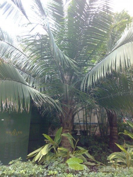 IMG_20130705_155354.jpg