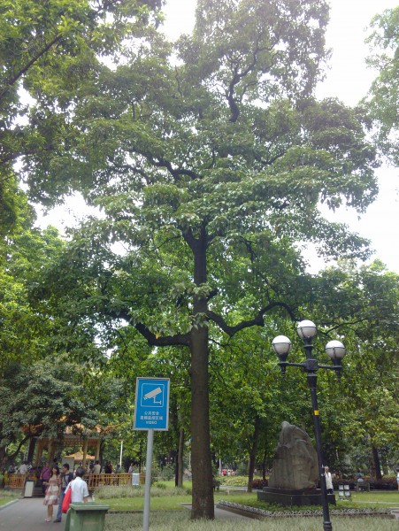 IMG_20130705_162825.jpg