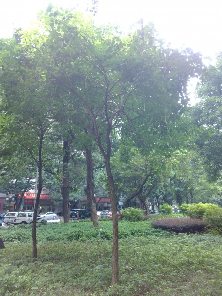 IMG_20130705_163001.jpg
