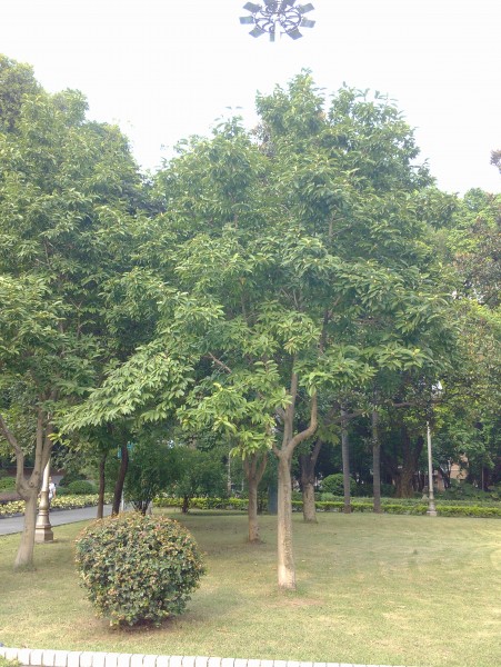 IMG_20130705_171022.jpg