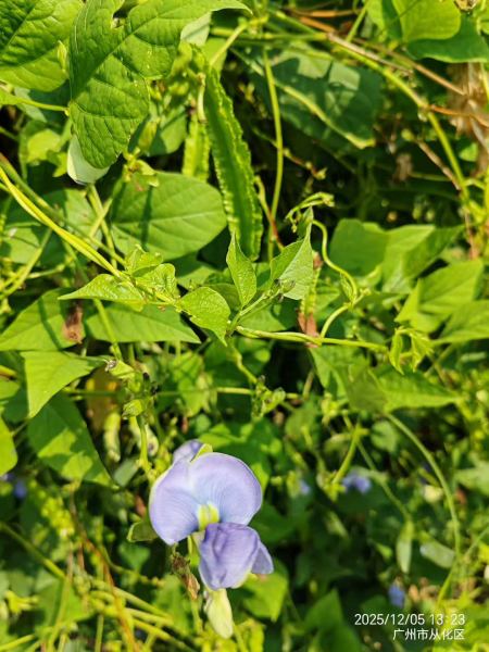 四棱豆（也叫四角豆、杨桃豆）