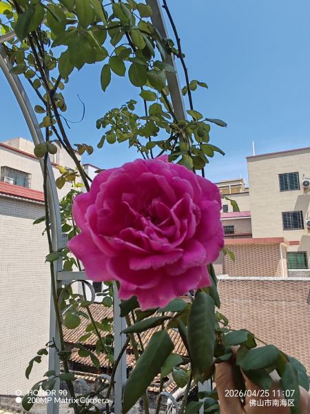 IMG_20260425_110735.jpg