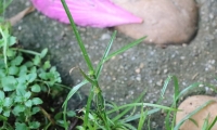这什么草？