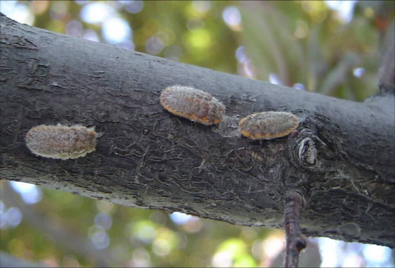 蚧壳虫危害引起煤污病苏铁圆盾蚧桑白蚧草履蚧为害金叶女贞的新种类,1