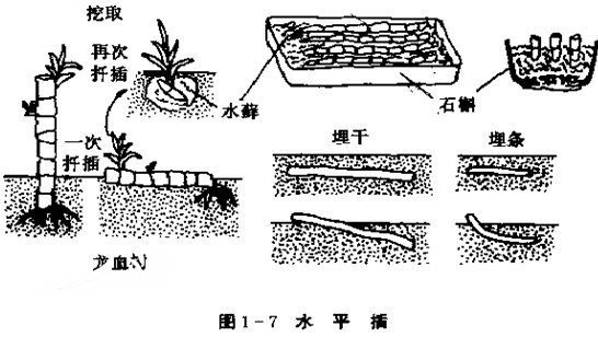 水平扦插图