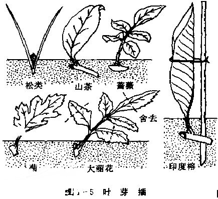 叶芽扦插图